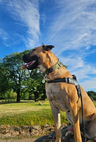 Foto de cliente: un pastor belga malinois bajo un cielo azul con un arnés hale & hound oliva