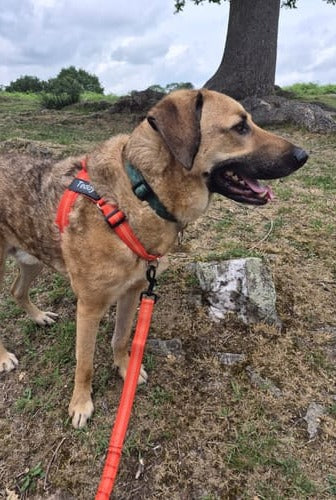 Foto de cliente: un perro atigrado en un campo con un arnés hale & hound naranja