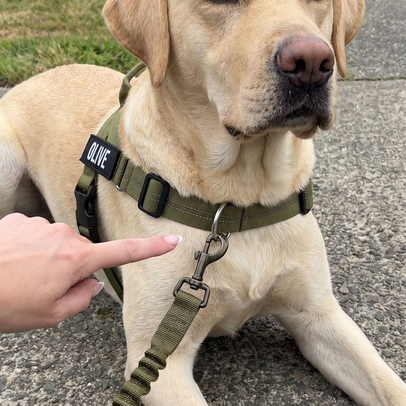 Un dedo señala la anilla delantera de un arnés oliva, con la correa enganchada en el pecho del perro