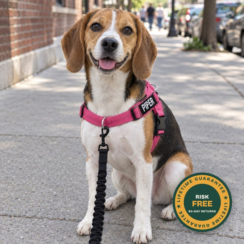 Un beagle sentado en una acera de ciudad con un arnés rosa junto a un sello de garantía de por vida