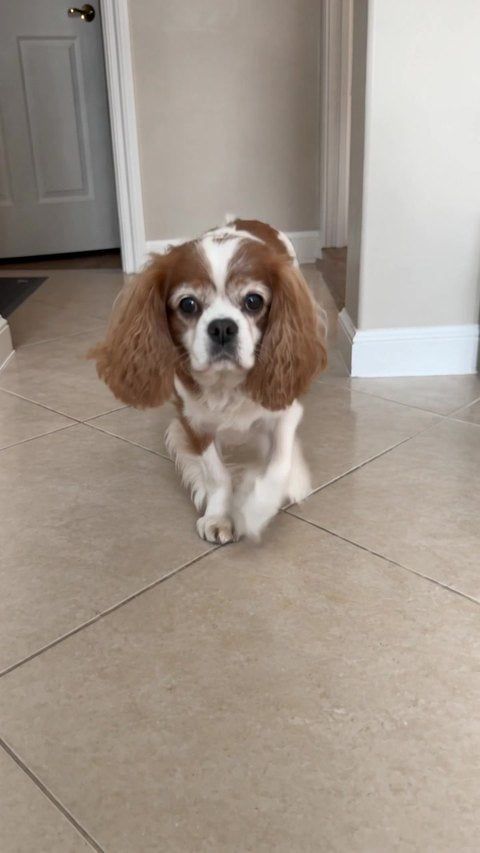 Bella, después