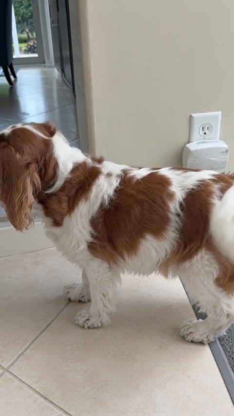 Bella, antes