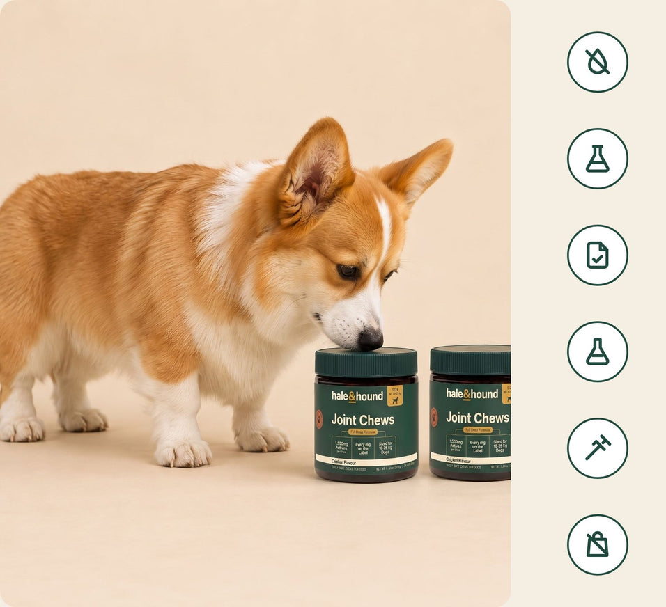Un corgi olfatea dos botes de snacks para articulaciones hale & hound junto a una columna de seis iconos: sin colorantes, dosis precisa, certificado de análisis, pruebas de laboratorio, sin hormonas y sin rellenos