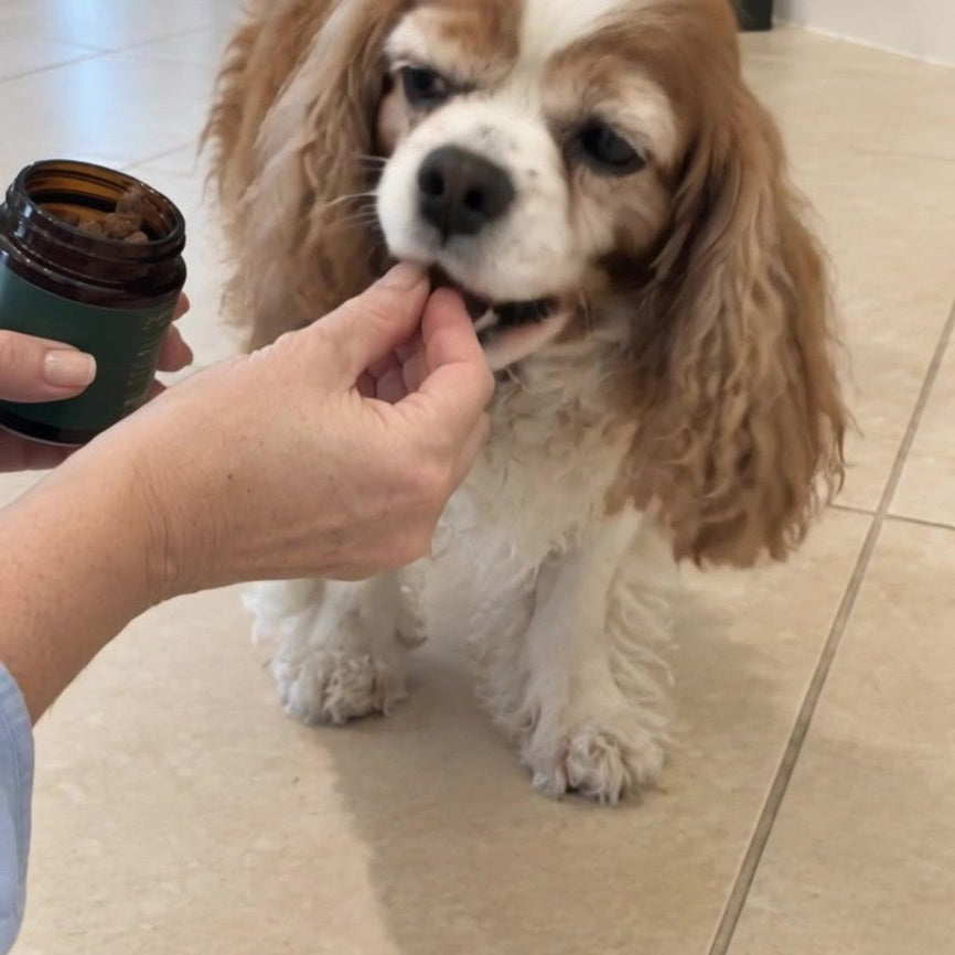 Una mano ofrece un snack hale & hound a un cavalier que se inclina hacia ella.